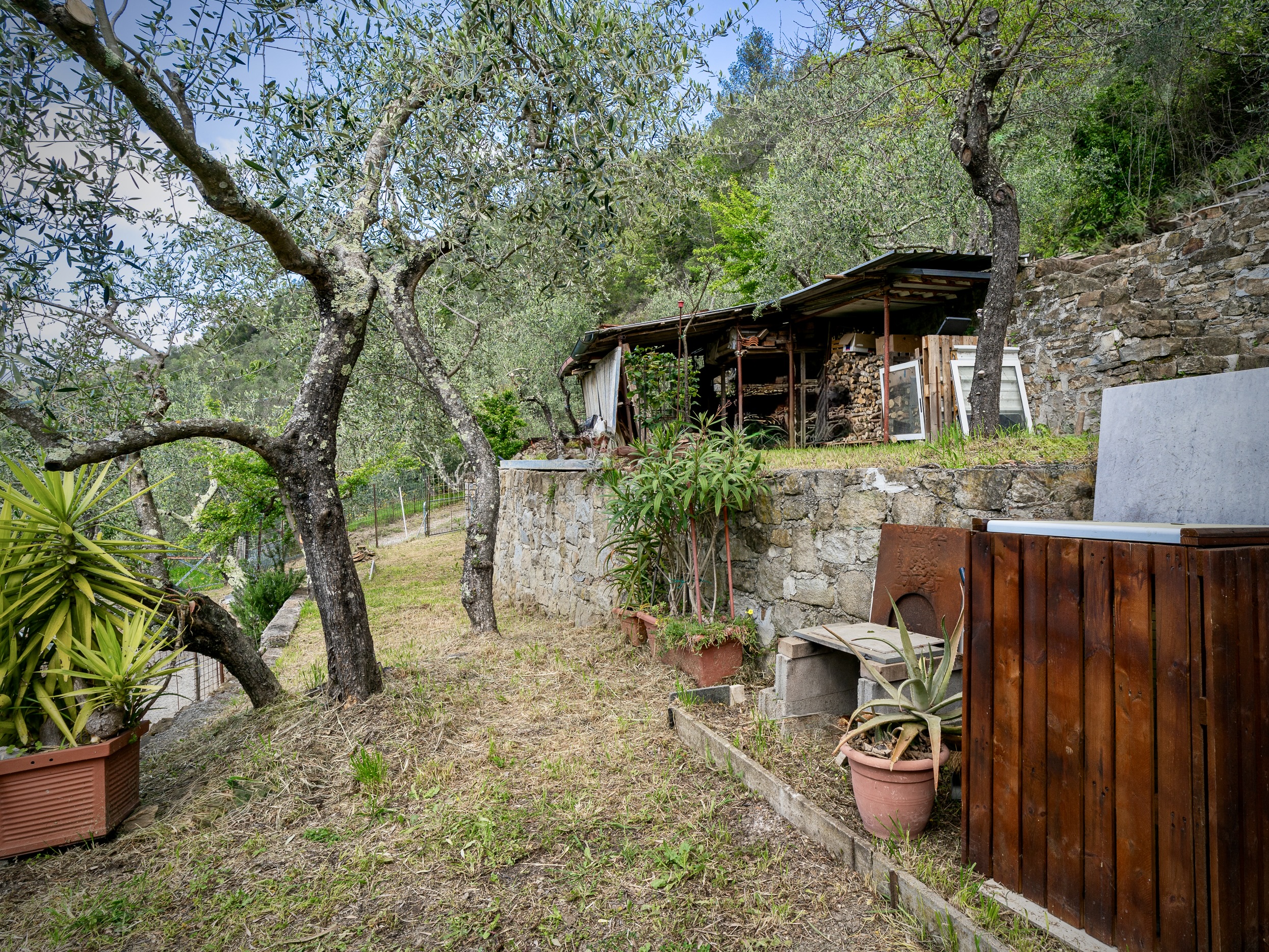 AP1009_03-TERRA-ITALIA-IMMOBILIEN_TERRA-ITALIA-IMMOBILIEN_LIGURIEN_APRICALE_COUNTRY-HOUSE_OLIVE-GROVE