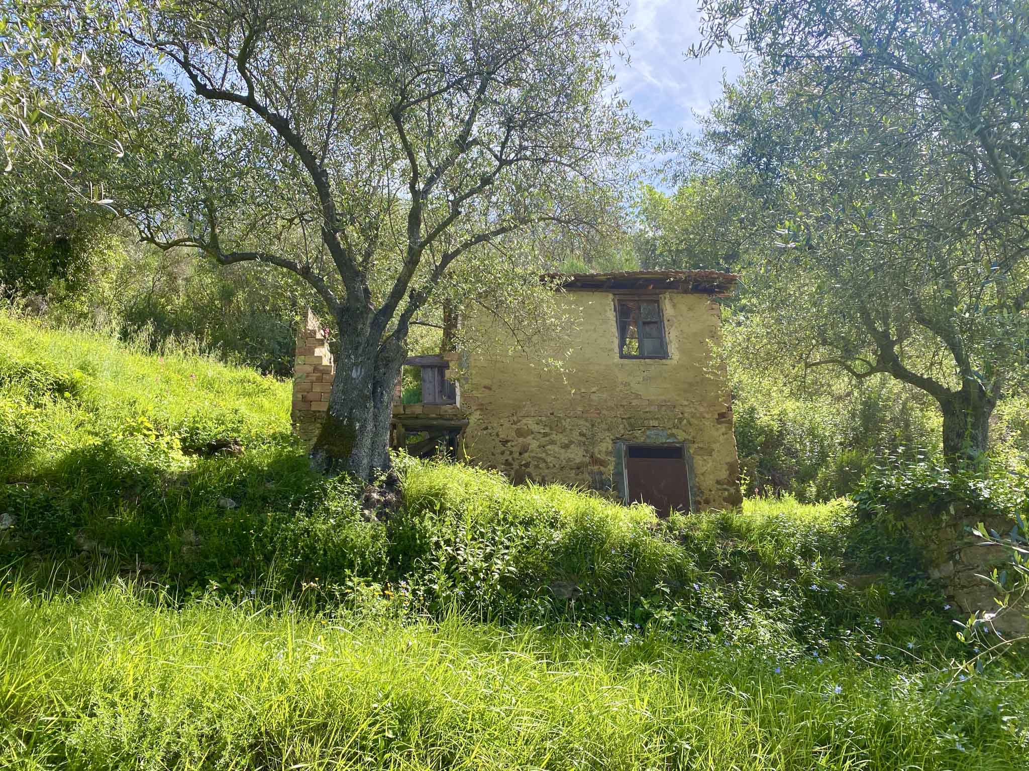 DA818_01-TERRA-ITALIA-IMMOBILIEN_LIGURIEN_PERINALDO_OLIVENHAIN_RUSTICO-copy.jpeg