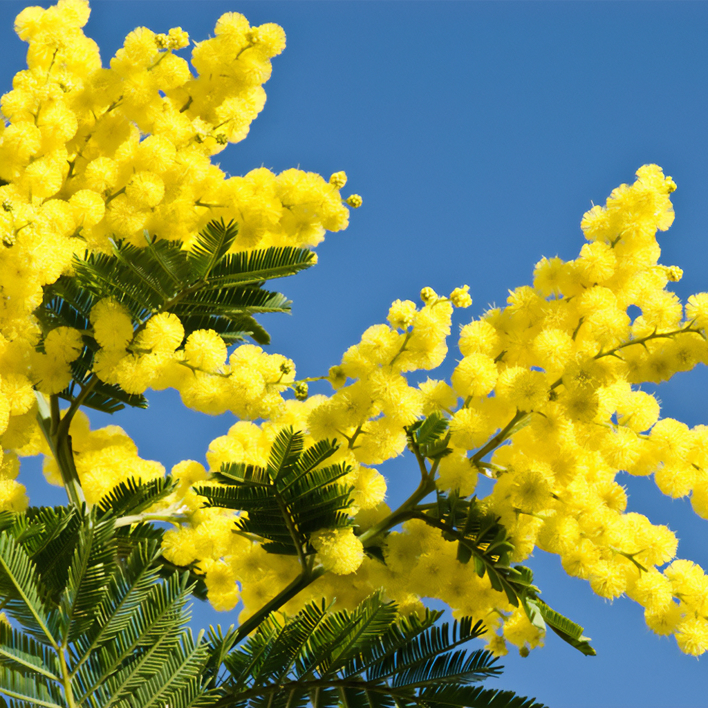 Mimosas in Blossom from January to March