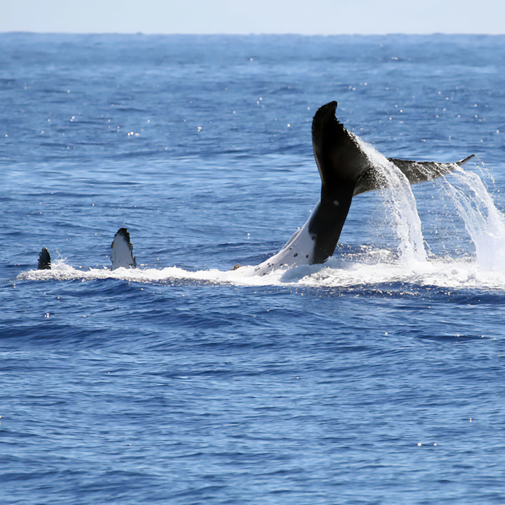 Whale Watching, leaving from the Ports of Imperia, Sanremo and Bordighera